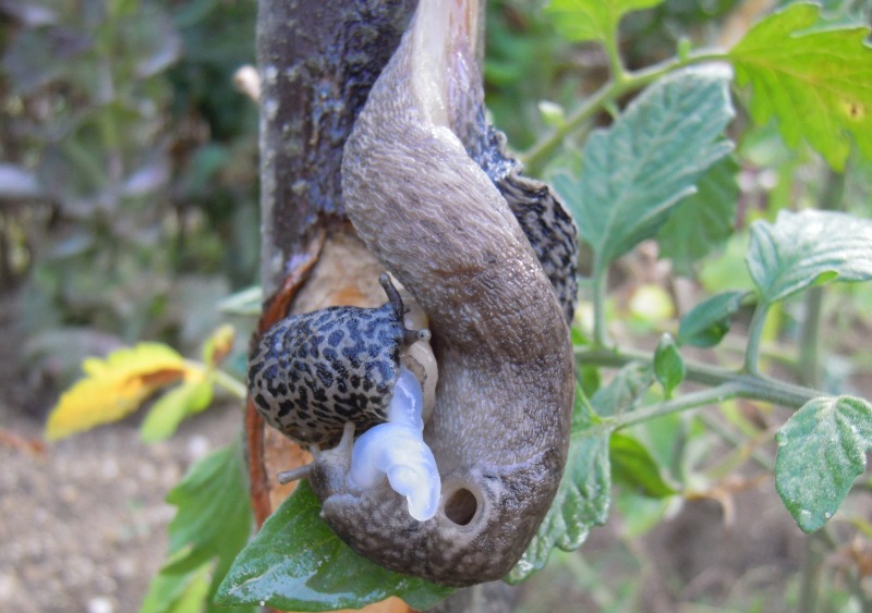 Limax del maximus-gruppo in accoppiamento da Cosenza